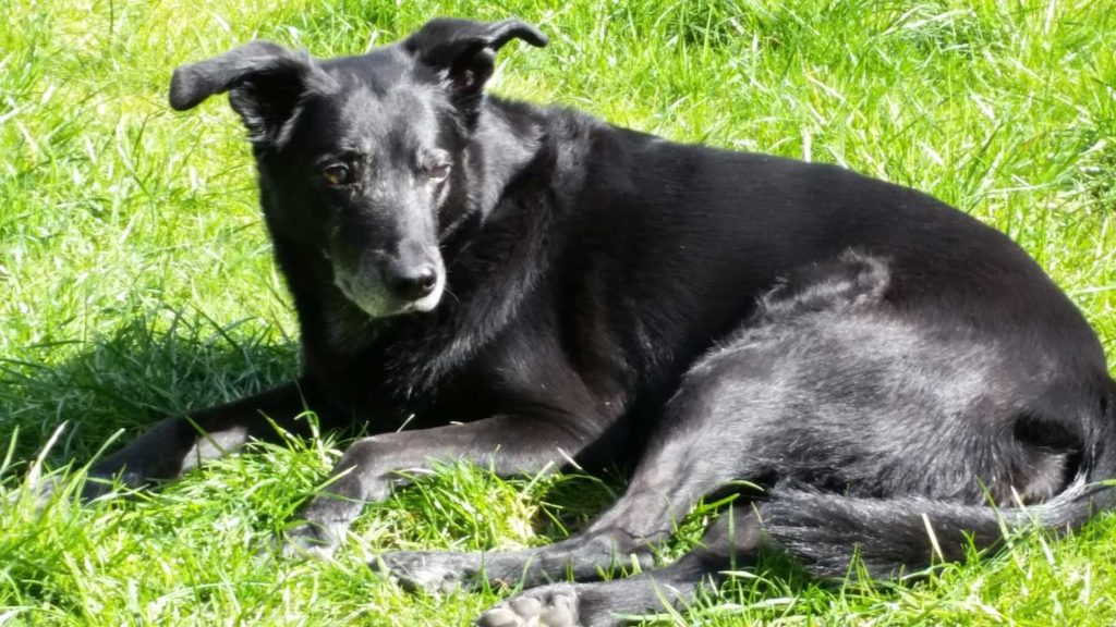 Hündin mit dunklem Fell liegt auf dem Rasen und genießt das Bad in der Sonne
