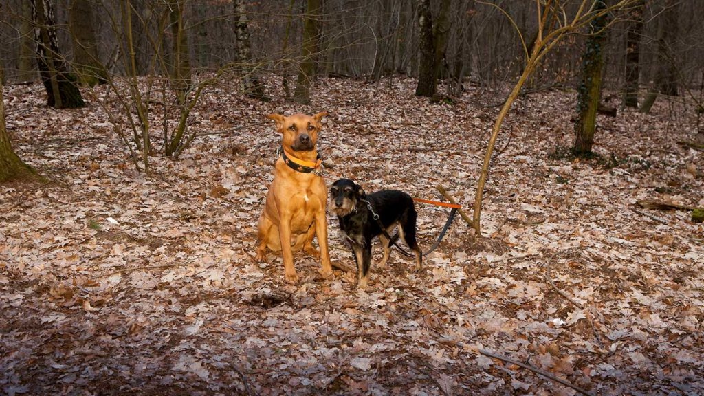 Foto von zwei Hunden im Hundeauslaufgebiet Grunewald