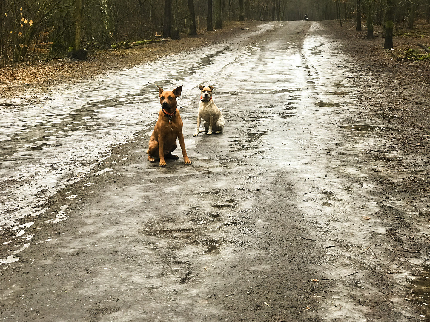 Zwei Hunde sitzen auf einem Waldweg