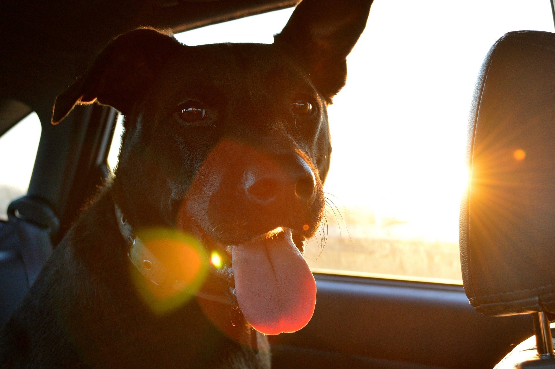 Hunde im Auto: ab 20 Grad aufwärts wird’s heikel !