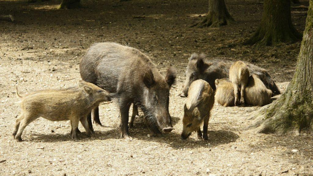 Eine Rotte Wildschweine im Wald