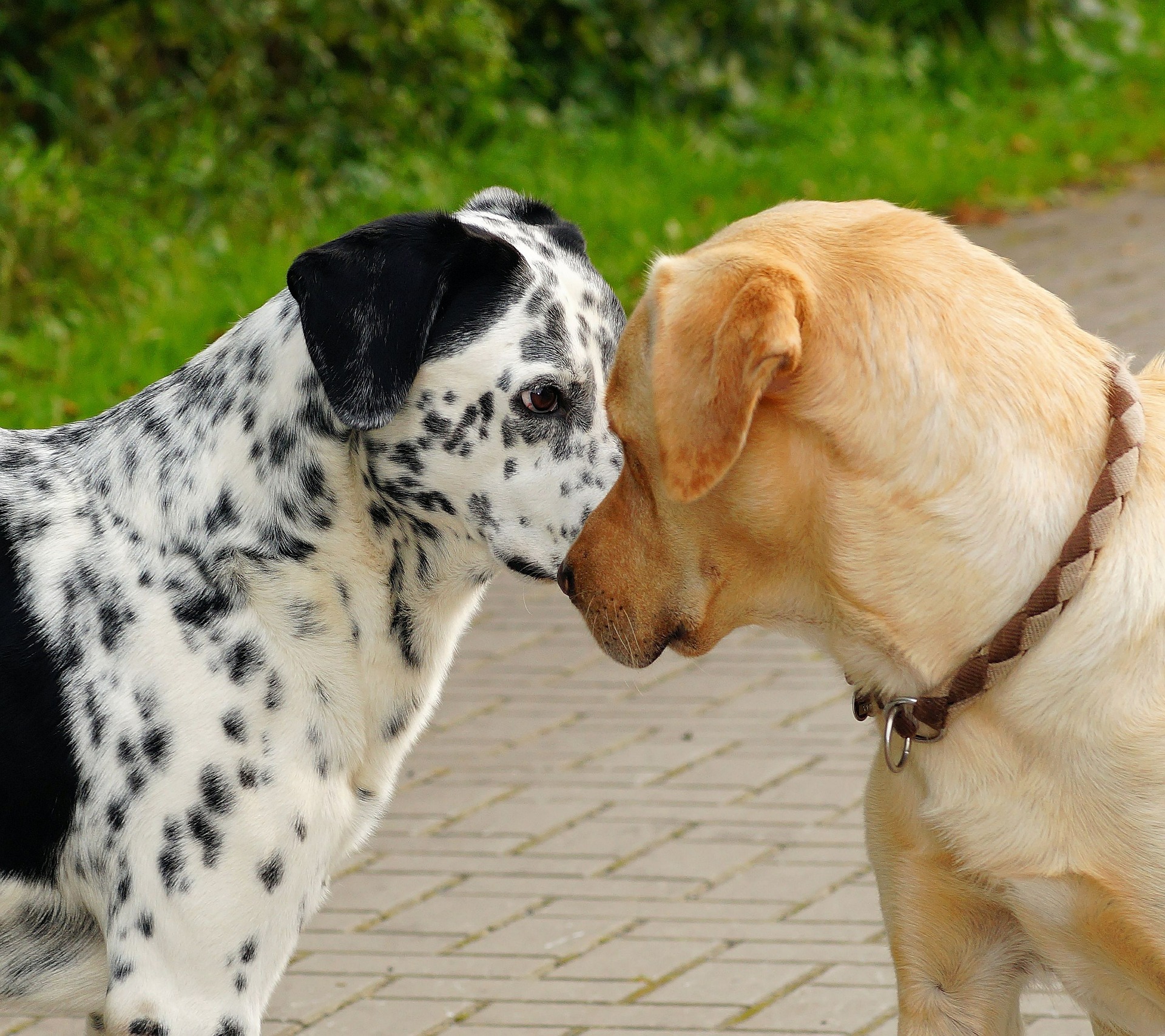 Verordnung zur Durchführung des Hundegesetzes in Berlin ist erschienen