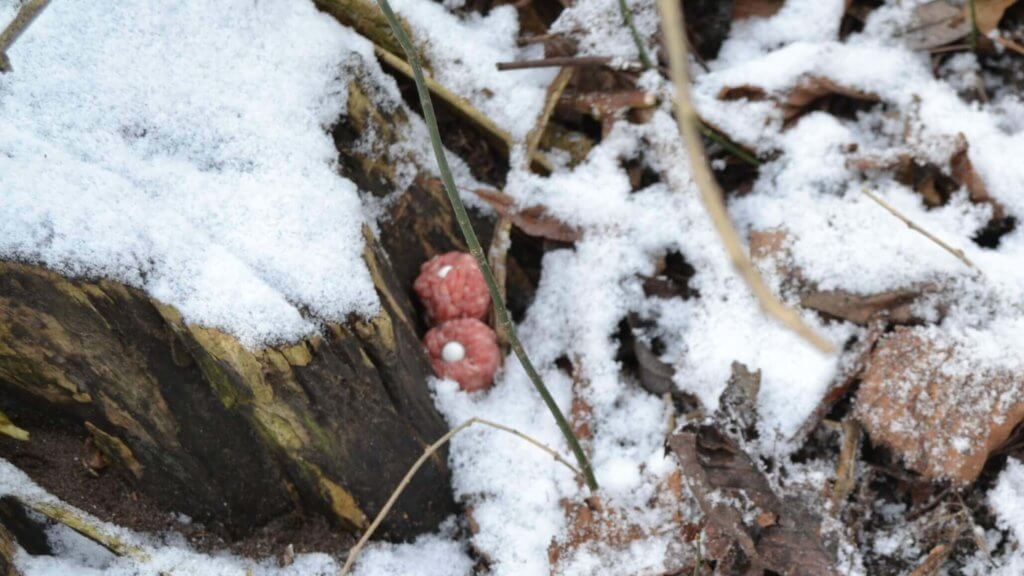 Giftköder aus rohem Hackfleisch, abgelegt an einem schneebedecktem Baumstamm.